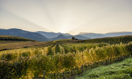 Percorsi di vino in Alto Adige